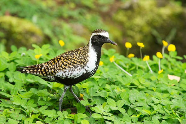 Pacific Golden Plover-5 - Lynda Goff Photography