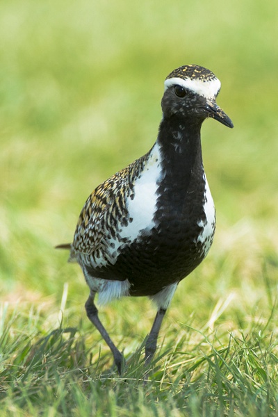 Pacific Golden Plover-9 - Lynda Goff Photography