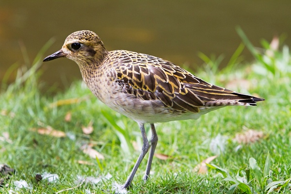 Pacific Golden Plover-4 - Plovers and Allies Slideshow - Lynda Goff Photography 