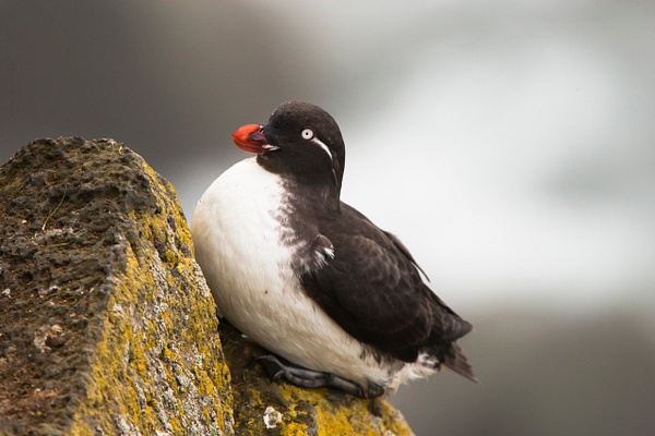 Parakeet Auklet-18 - Plovers and Allies Slideshow - Lynda Goff Photography