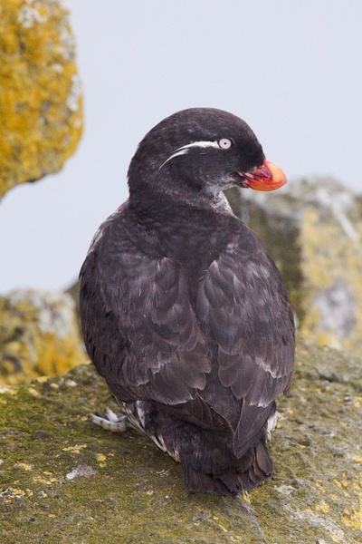 Parakeet Auklet-33 - Plovers and Allies Slideshow - Lynda Goff Photography 