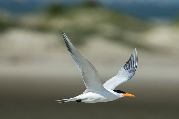 Royal Tern-1 - Plovers and Allies Slideshow - Lynda Goff Photography