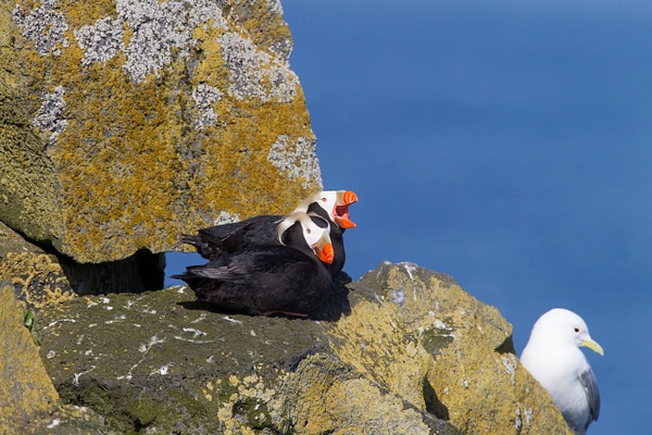 Tufted Puffin-17 - Plovers and Allies Slideshow - Lynda Goff Photography 