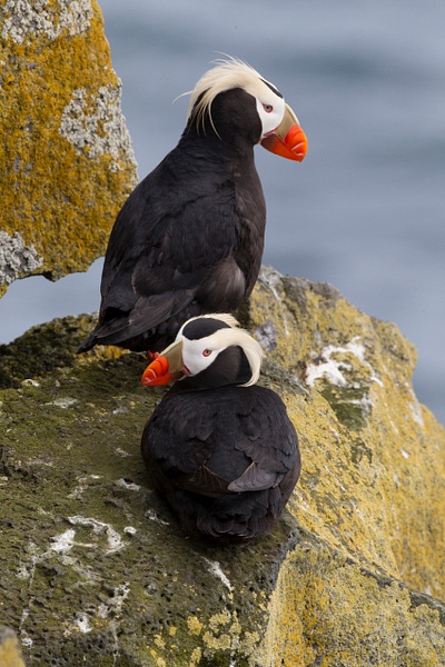 Tufted Puffin-45 - Plovers and Allies Slideshow - Lynda Goff Photography 