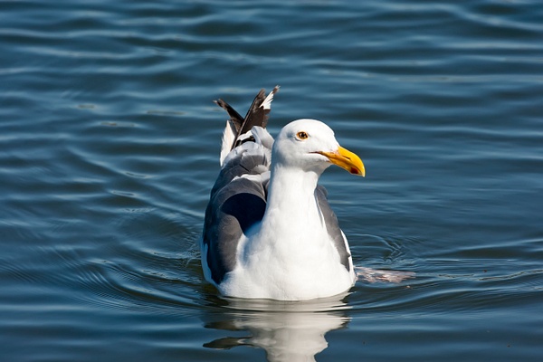 Western Gull-1 - Plovers and Allies Slideshow - Lynda Goff Photography 
