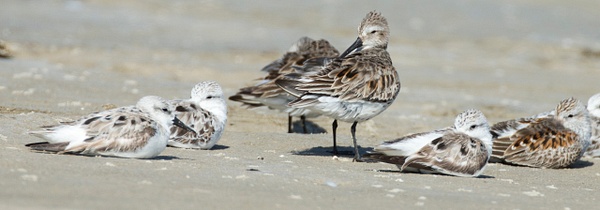 Western Sandpiper-3 - Plovers and Allies Slideshow - Lynda Goff Photography