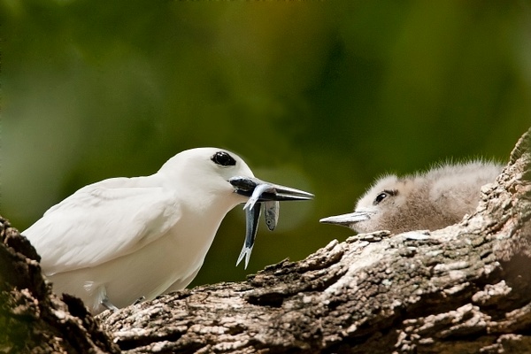 White Tern-41 - Lynda Goff Photography