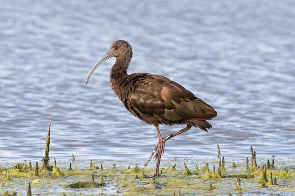 White-faced Ibis-30 - Plovers and Allies Slideshow - Lynda Goff Photography 