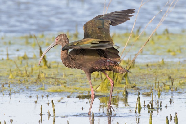 White-faced Ibis-33 - Plovers and Allies Slideshow - Lynda Goff Photography
