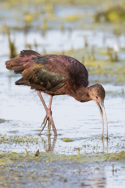 White-faced Ibis-36 - Plovers and Allies Slideshow - Lynda Goff Photography 