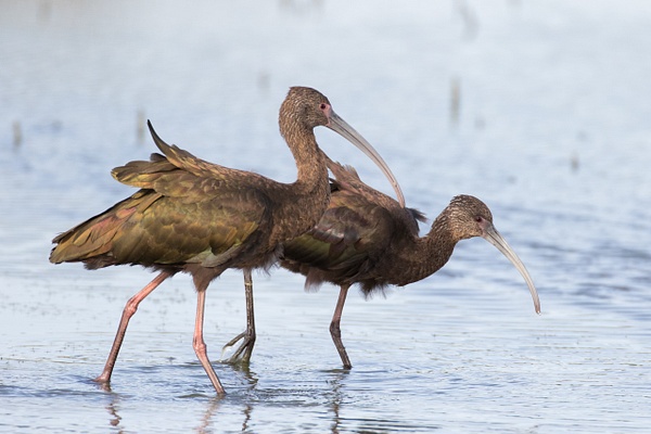 White-faced Ibis-37 - Plovers and Allies Slideshow - Lynda Goff Photography