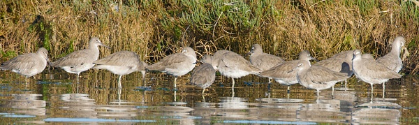 Willets-1 - Plovers and Allies Slideshow - Lynda Goff Photography