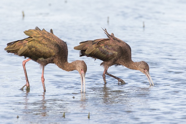White-faced Ibis-38 - Plovers and Allies Slideshow - Lynda Goff Photography