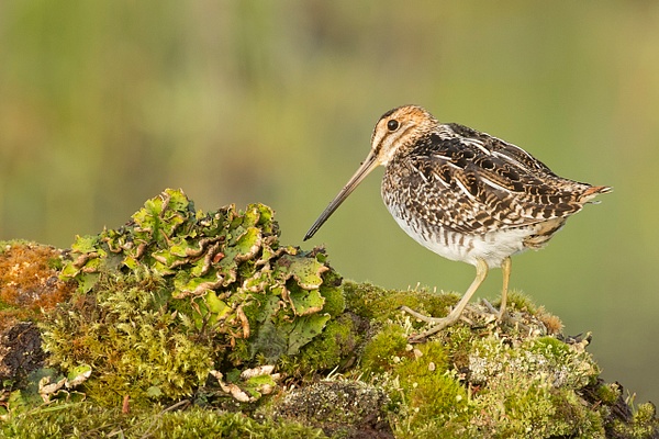 Wilson's Snipe-21-Edit - Plovers and Allies Slideshow - Lynda Goff Photography