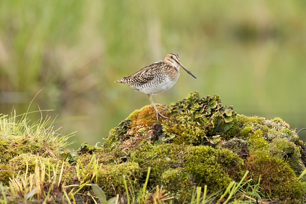 Wilson's Snipe-24 - Plovers and Allies Slideshow - Lynda Goff Photography 
