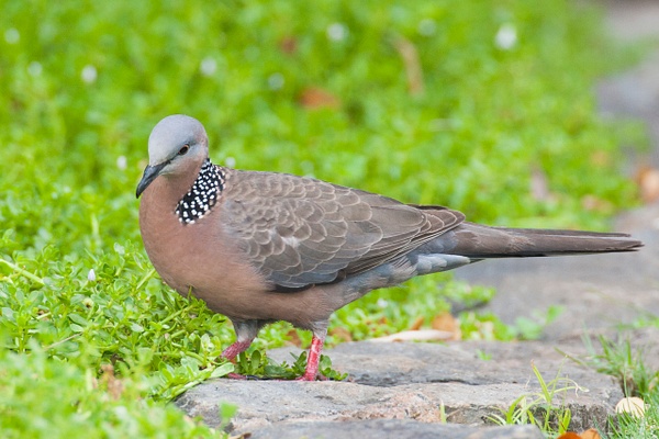 Spotted Dove 4-6 - Lynda Goff Photography