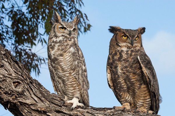 Great-horned Owl-13 - Lynda Goff Photography