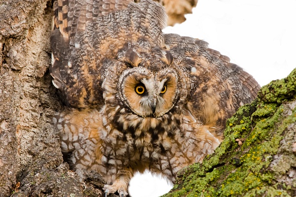 Long-earred Owl-3 - Lynda Goff Photography
