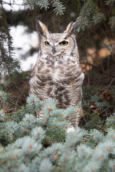 Great-horned Owl-11 - Lynda Goff Photography