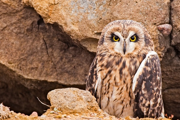 Short-earred Owl-3 - Lynda Goff Photography