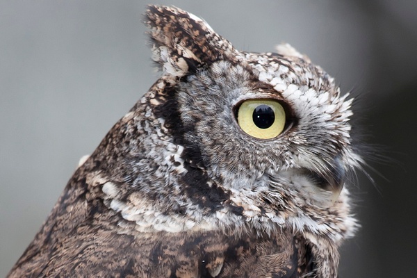 Western Screech Owl-37 - Lynda Goff Photography
