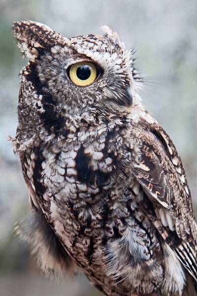 Western Screech Owl-38 - Lynda Goff Photography