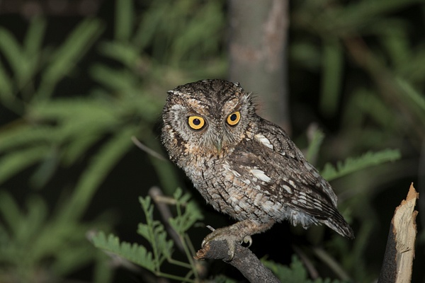 Whiskered Screech Owl-7 - Lynda Goff Photography