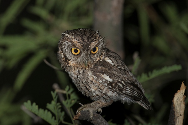 Whiskered Screech Owl-8 - Lynda Goff Photography