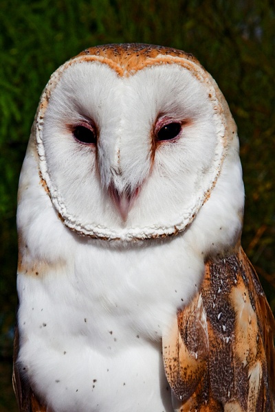 Barn Owl-22 - Lynda Goff Photography