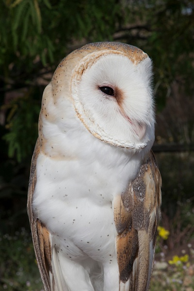 Barn Owl-24 - Lynda Goff Photography