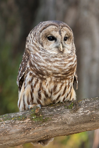 Barred Owl-1 - Lynda Goff Photography