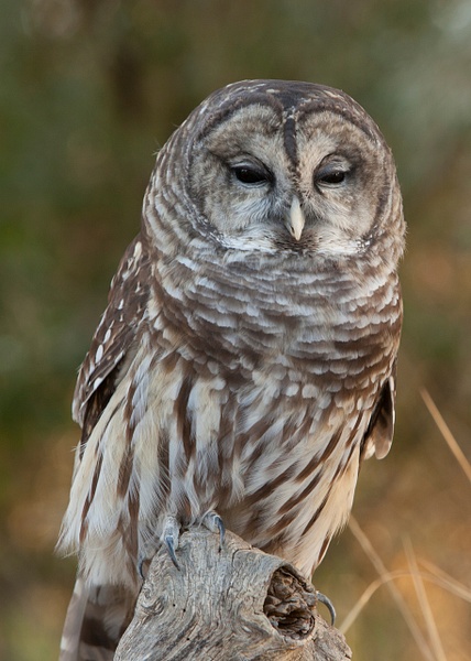 Barred Owl-2 - Lynda Goff Photography