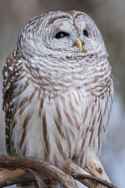 Barred Owl-3 - Lynda Goff Photography