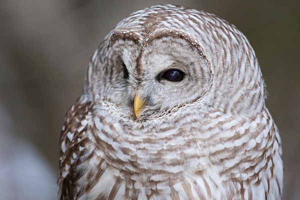 Barred Owl-4 - Lynda Goff Photography