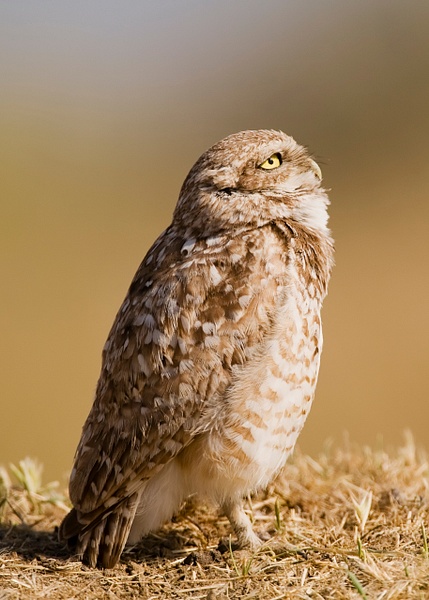 Burrowing Owl-2-2 - Lynda Goff Photography