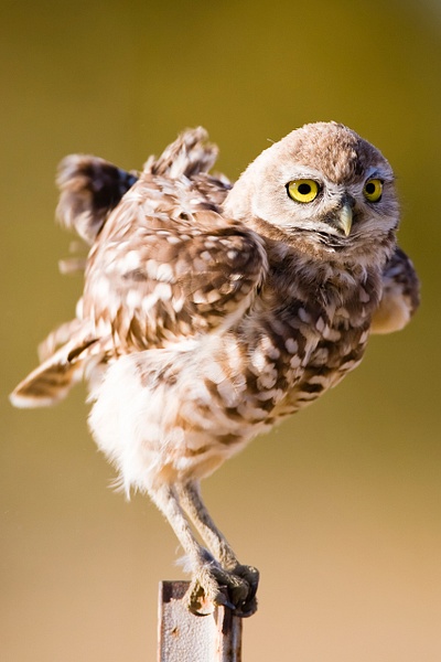 Burrowing Owl-6 - Lynda Goff Photography