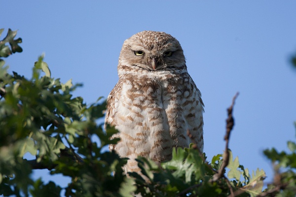 Burrowing Owl-9 - Lynda Goff Photography