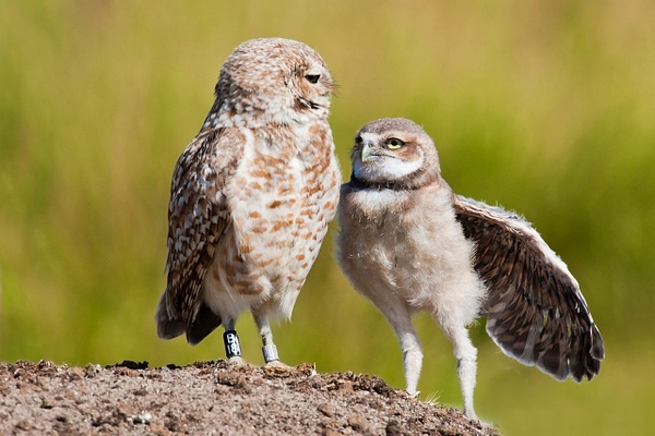 Burrowing Owl-11 - Lynda Goff Photography
