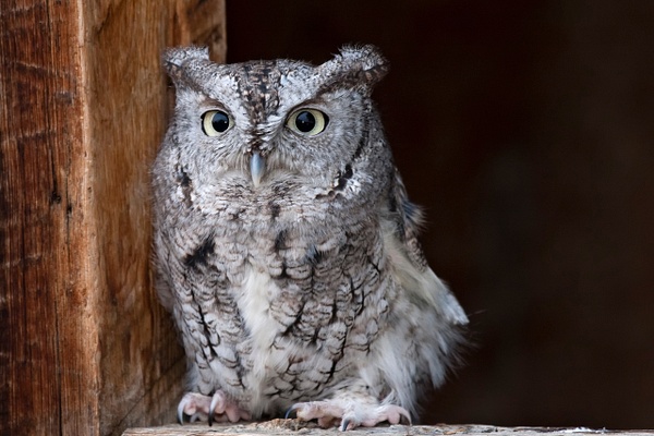 Eastern Screech Owl-3 - Lynda Goff Photography