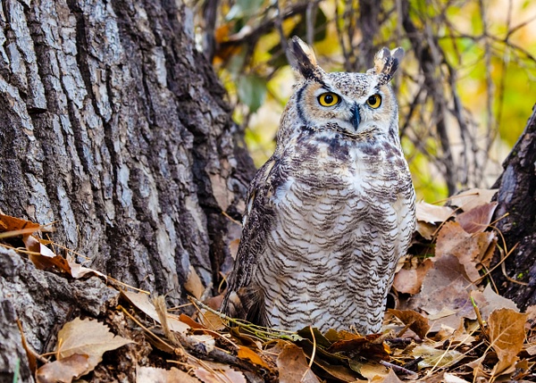 Great-horned Owl-7 - Lynda Goff Photography