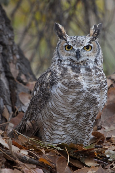 Great-horned Owl-9 - Lynda Goff Photography