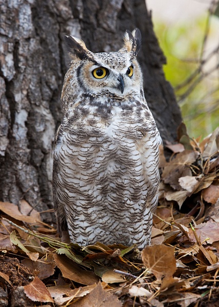 Great-horned Owl-10 - Lynda Goff Photography