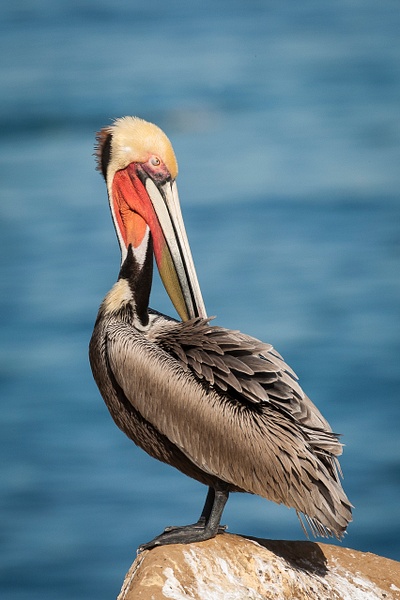 Brown Pelican-7 - Lynda Goff Photography
