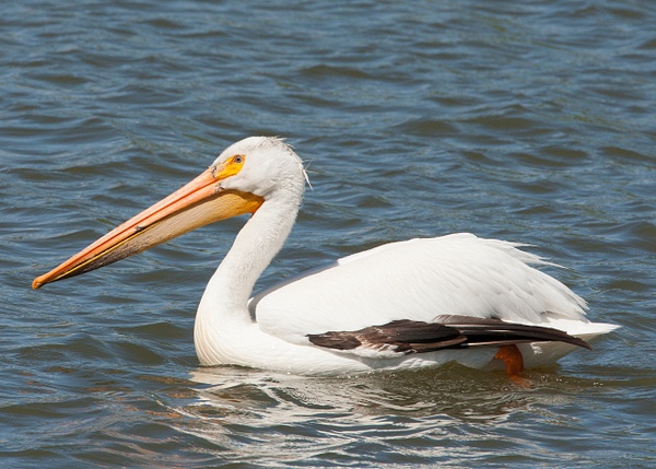 White Pelicans-28 - Lynda Goff Photography