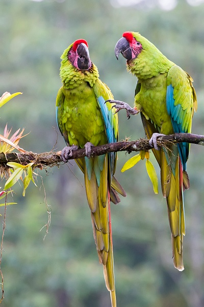Great Green Macaw-9-Edit - Lynda Goff Photography