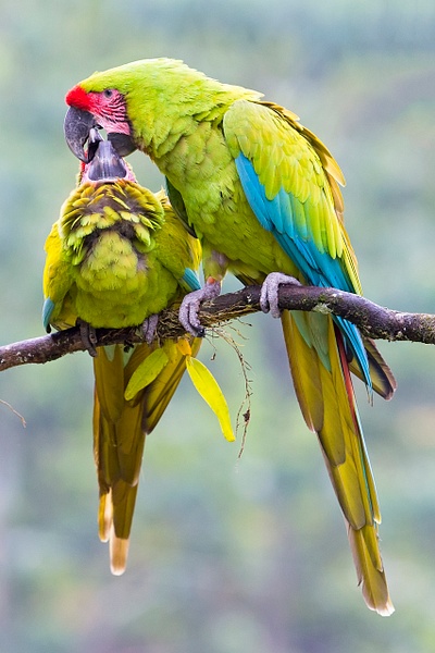 Great Green Macaw-14-Edit - Lynda Goff Photography
