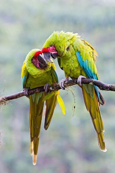 Great Green Macaw-13-Edit - Lynda Goff Photography