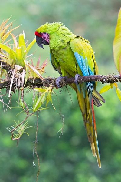 Great Green Macaw-19-Edit - Lynda Goff Photography