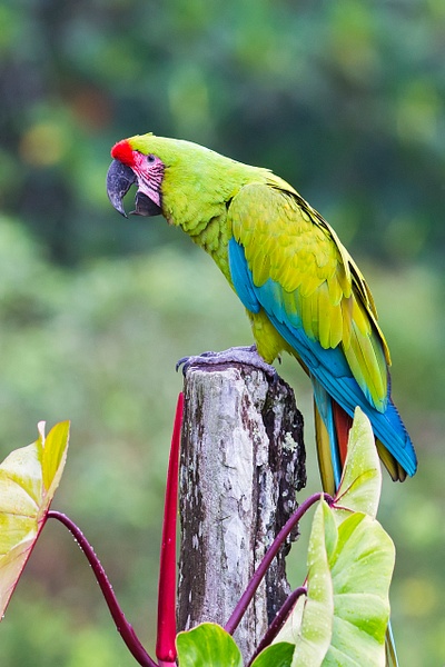 Great Green Macaw-18-Edit - Lynda Goff Photography