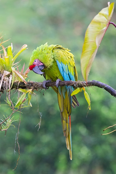 Great Green Macaw-22-Edit - Lynda Goff Photography